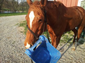 She got the bucket stuck on her face after untying herself and like any good mother I had to take a picture of it when she came to find me to rescue her. She was spinning in circles trying to see if there was still any food left in the bucket. I laughed so hard at her!